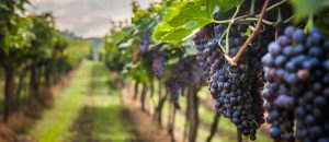 Quy trình sản xuất rượu vang